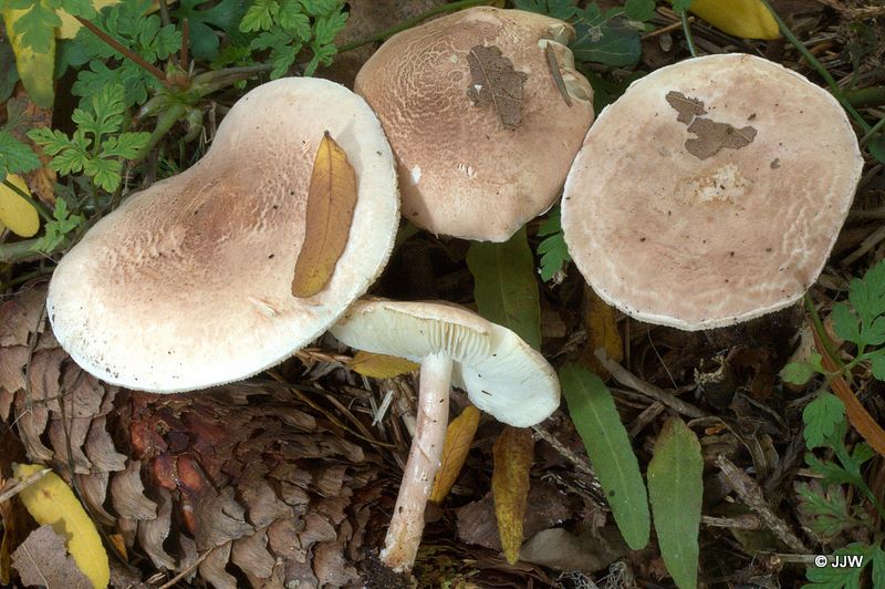 Lepiota josserandii